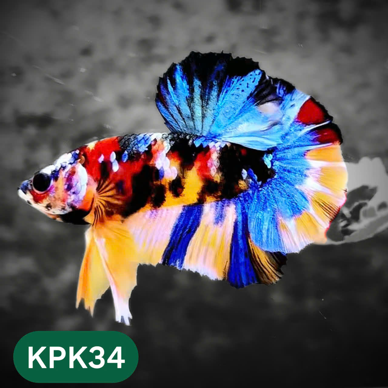 Multicolor Plakat Male Betta Fish |Show Grade|  You Pick Fish