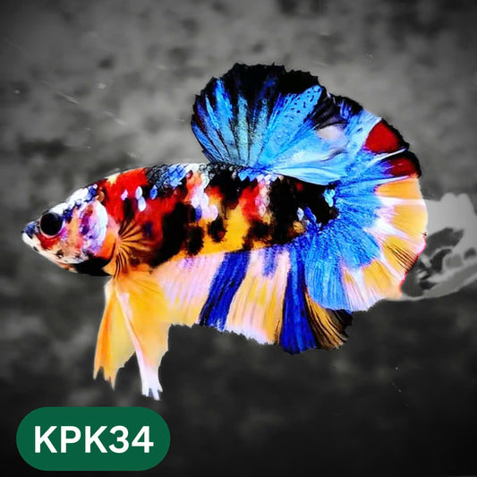 Multicolor Plakat Male Betta Fish |Show Grade|  You Pick Fish