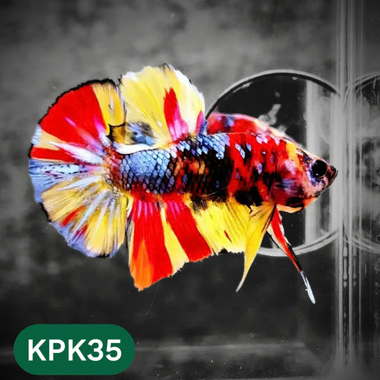 Multicolor Plakat Male Betta Fish |Show Grade|  You Pick Fish