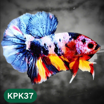 Multicolor Plakat Male Betta Fish |Show Grade|  You Pick Fish