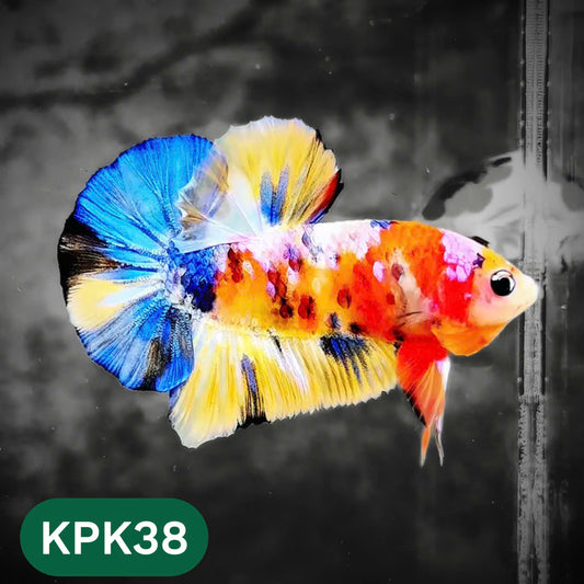 Multicolor Plakat Male Betta Fish |Show Grade|  You Pick Fish