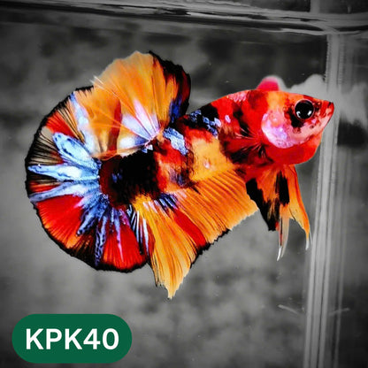 Multicolor Plakat Male Betta Fish |Show Grade|  You Pick Fish