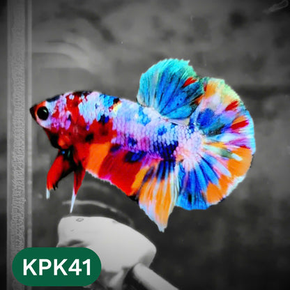 Multicolor Plakat Male Betta Fish |Show Grade|  You Pick Fish