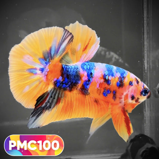 Multicolor Plakat Male Betta Fish |Show Grade|  You Pick Fish
