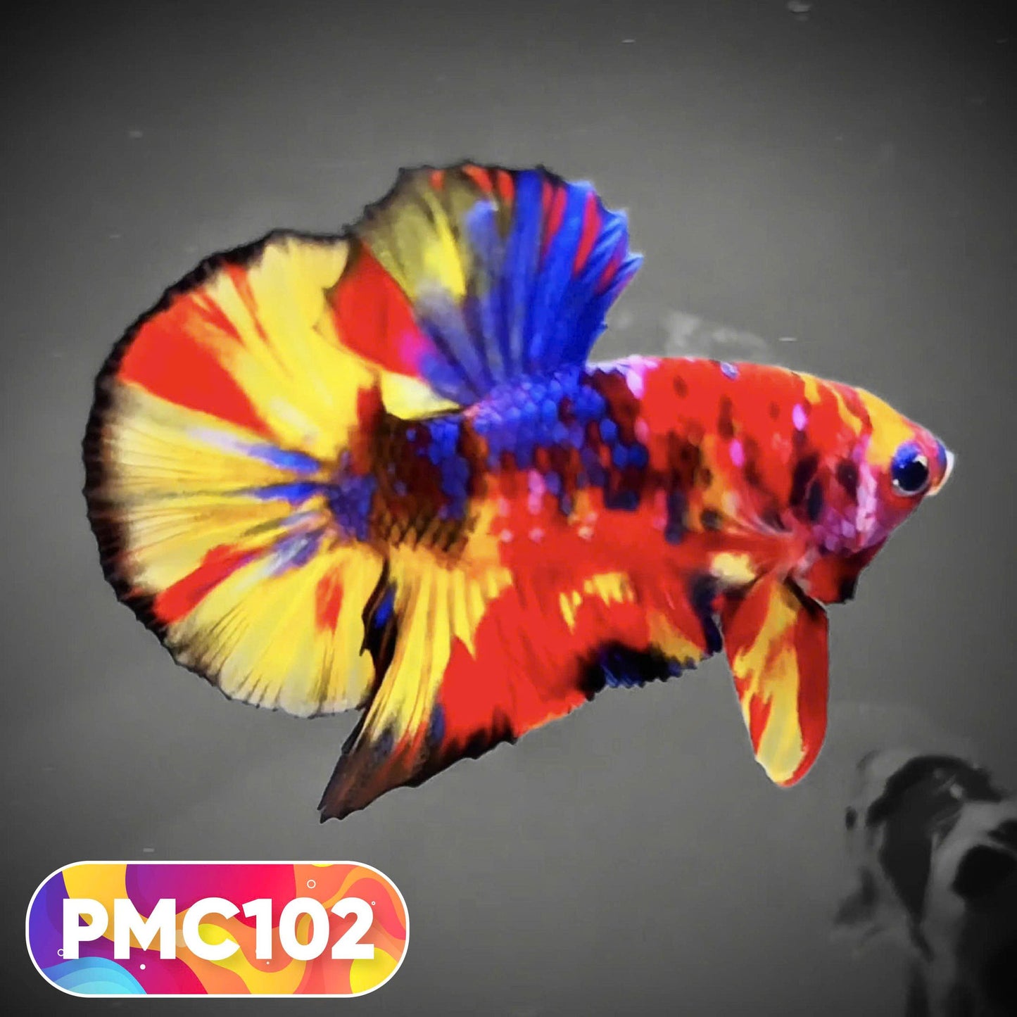 Multicolor Plakat Male Betta Fish |Show Grade|  You Pick Fish