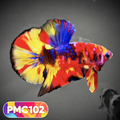 Multicolor Plakat Male Betta Fish |Show Grade|  You Pick Fish