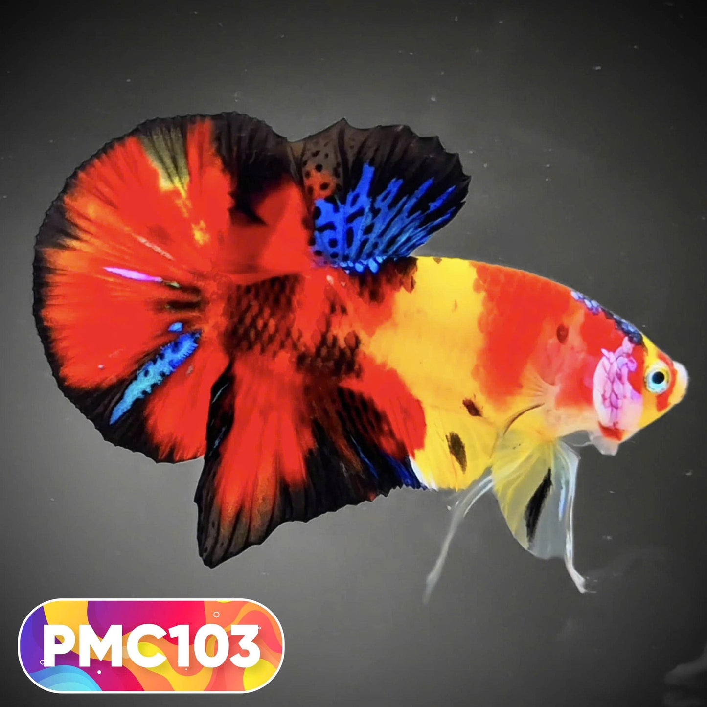 Multicolor Plakat Male Betta Fish |Show Grade|  You Pick Fish
