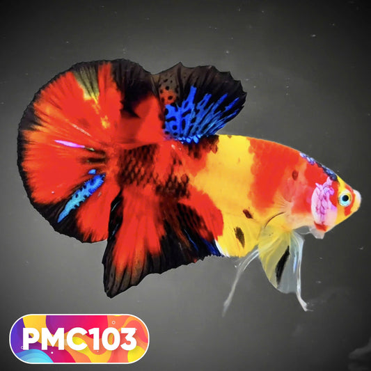 Multicolor Plakat Male Betta Fish |Show Grade|  You Pick Fish