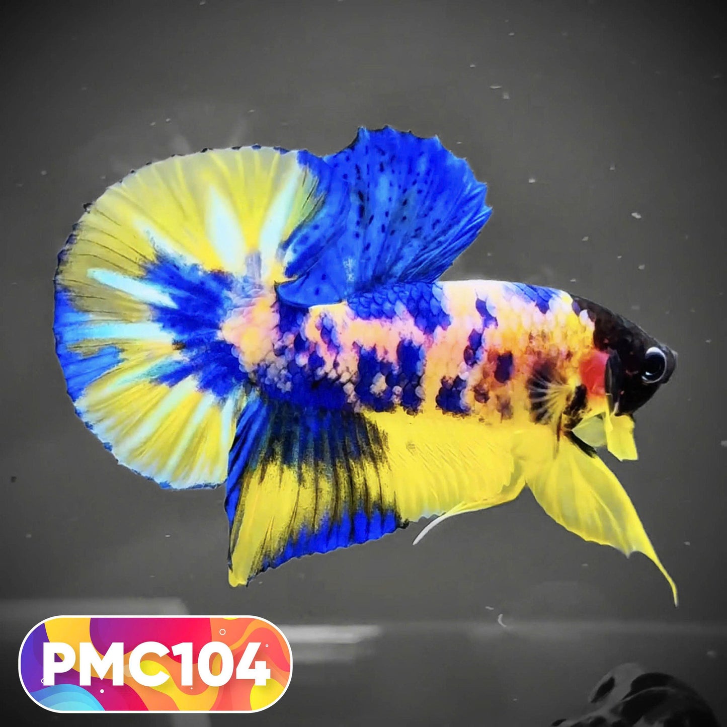 Multicolor Plakat Male Betta Fish |Show Grade|  You Pick Fish