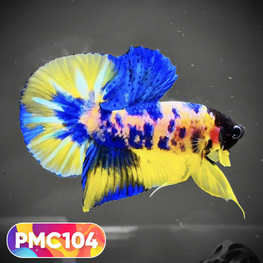 Multicolor Plakat Male Betta Fish |Show Grade|  You Pick Fish
