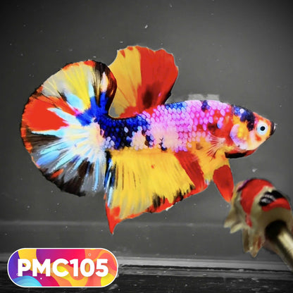 Multicolor Plakat Male Betta Fish |Show Grade|  You Pick Fish
