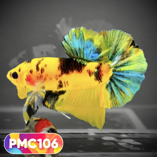 Multicolor Plakat Male Betta Fish |Show Grade|  You Pick Fish