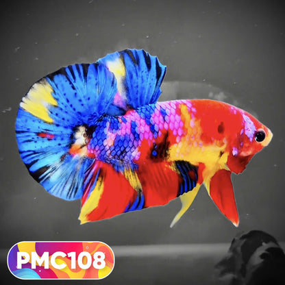 Multicolor Plakat Male Betta Fish |Show Grade|  You Pick Fish