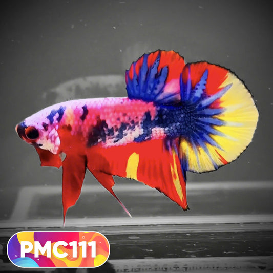 Multicolor Plakat Male Betta Fish |Show Grade|  You Pick Fish