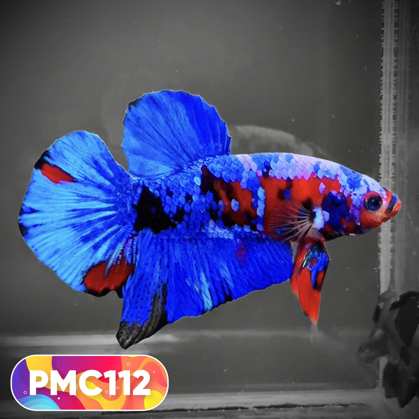 Multicolor Plakat Male Betta Fish |Show Grade|  You Pick Fish