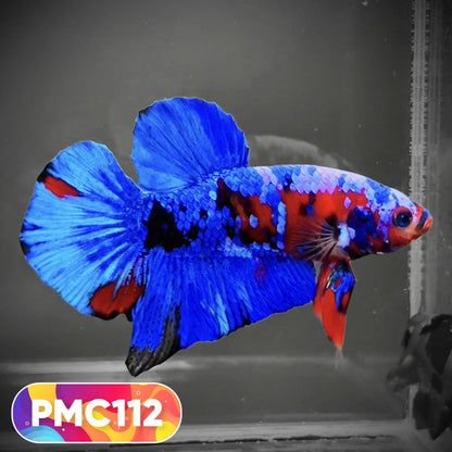Multicolor Plakat Male Betta Fish |Show Grade|  You Pick Fish