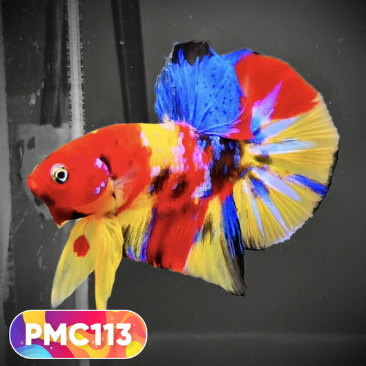 Multicolor Plakat Male Betta Fish |Show Grade|  You Pick Fish
