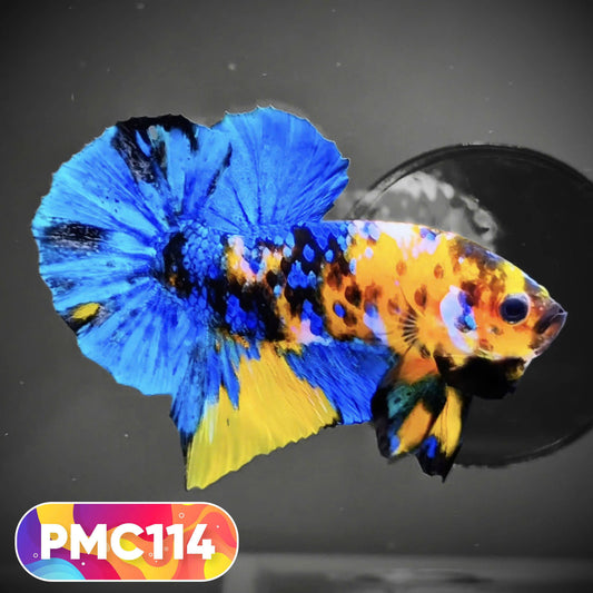 Multicolor Plakat Male Betta Fish |Show Grade|  You Pick Fish