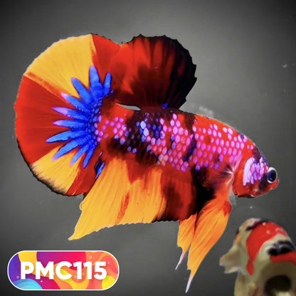 Multicolor Plakat Male Betta Fish |Show Grade|  You Pick Fish