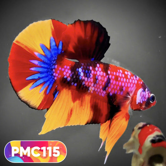 Multicolor Plakat Male Betta Fish |Show Grade|  You Pick Fish