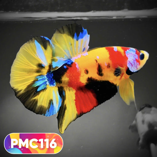 Multicolor Plakat Male Betta Fish |Show Grade|  You Pick Fish