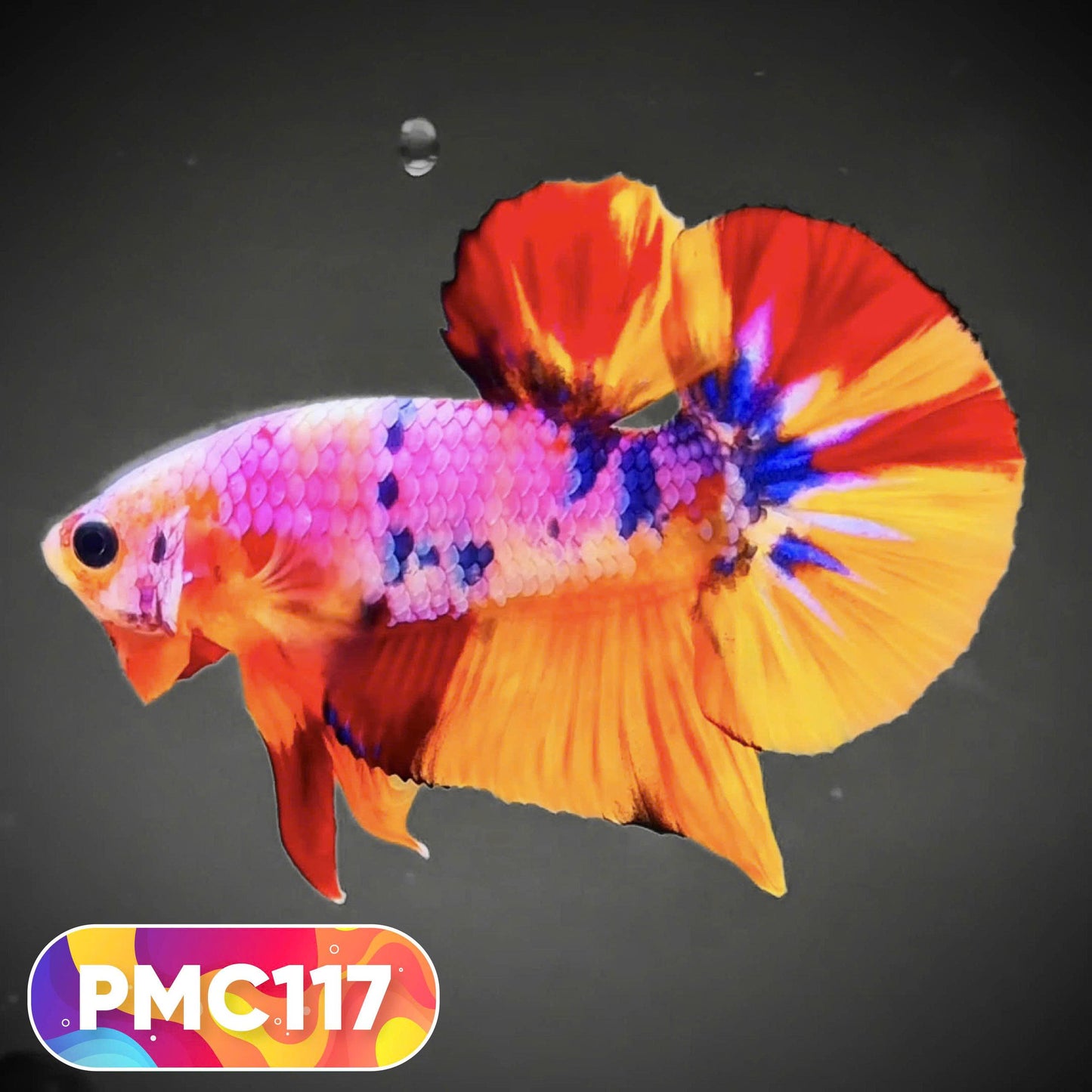 Multicolor Plakat Male Betta Fish |Show Grade|  You Pick Fish