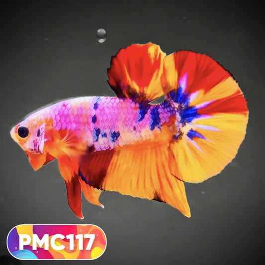 Multicolor Plakat Male Betta Fish |Show Grade|  You Pick Fish