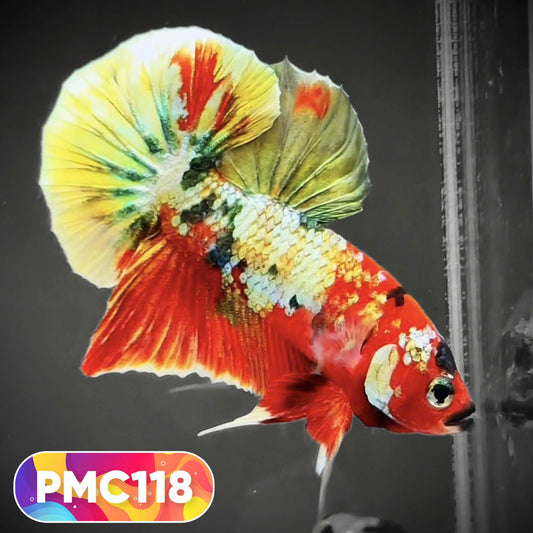 Multicolor Plakat Male Betta Fish |Show Grade|  You Pick Fish