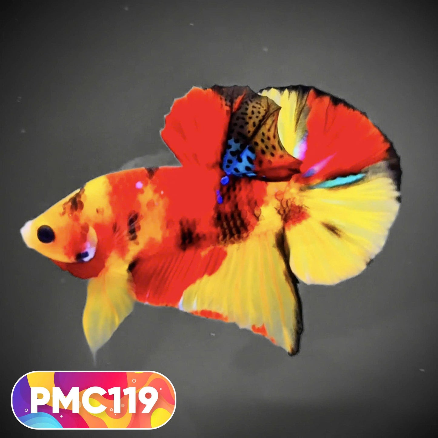 Multicolor Plakat Male Betta Fish |Show Grade|  You Pick Fish