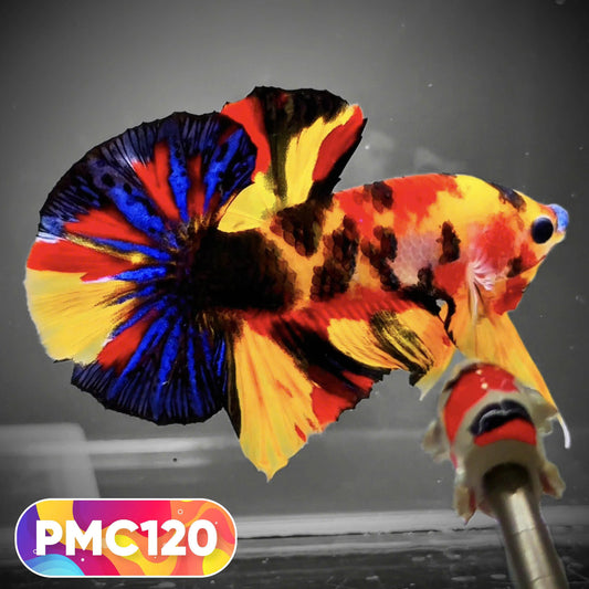 Multicolor Plakat Male Betta Fish |Show Grade|  You Pick Fish