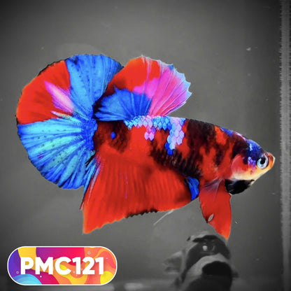 Multicolor Plakat Male Betta Fish |Show Grade|  You Pick Fish