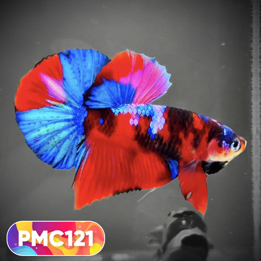 Multicolor Plakat Male Betta Fish |Show Grade|  You Pick Fish