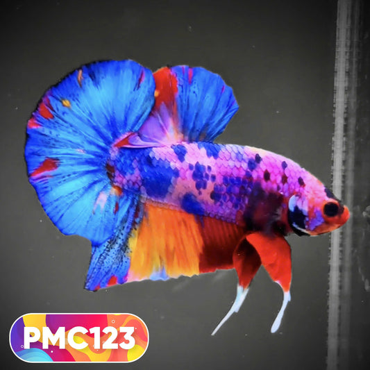 Multicolor Plakat Male Betta Fish |Show Grade|  You Pick Fish