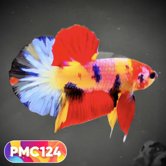 Multicolor Plakat Male Betta Fish |Show Grade|  You Pick Fish