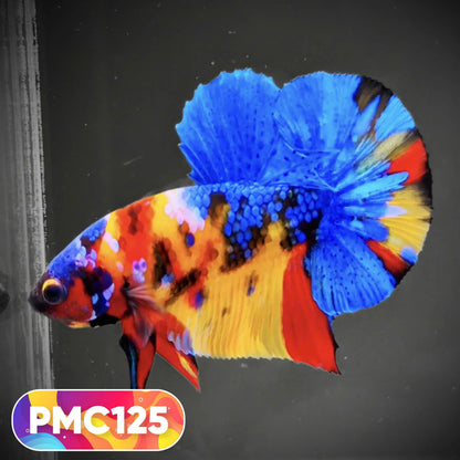 Multicolor Plakat Male Betta Fish |Show Grade|  You Pick Fish