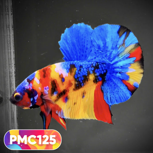 Multicolor Plakat Male Betta Fish |Show Grade|  You Pick Fish