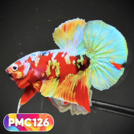 Multicolor Plakat Male Betta Fish |Show Grade|  You Pick Fish