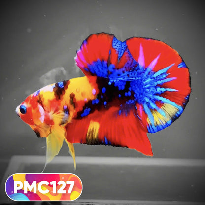 Multicolor Plakat Male Betta Fish |Show Grade|  You Pick Fish