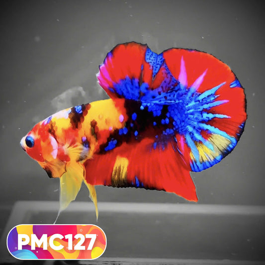 Multicolor Plakat Male Betta Fish |Show Grade|  You Pick Fish