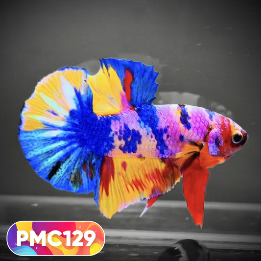 Multicolor Plakat Male Betta Fish |Show Grade|  You Pick Fish