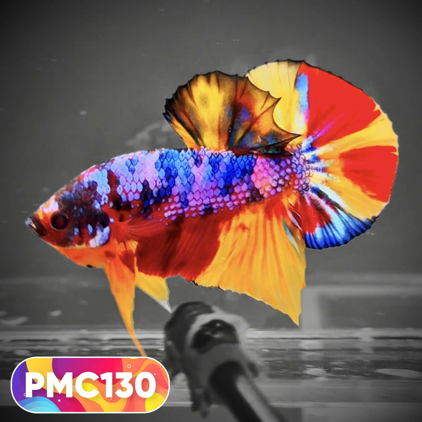 Multicolor Plakat Male Betta Fish |Show Grade|  You Pick Fish