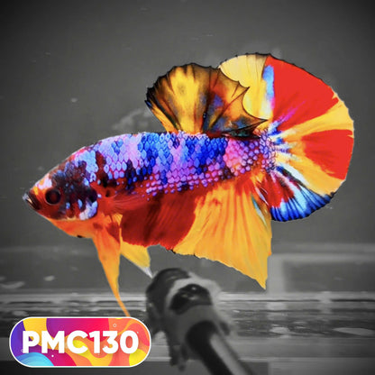 Multicolor Plakat Male Betta Fish |Show Grade|  You Pick Fish