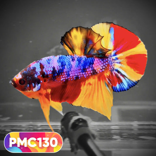 Multicolor Plakat Male Betta Fish |Show Grade|  You Pick Fish