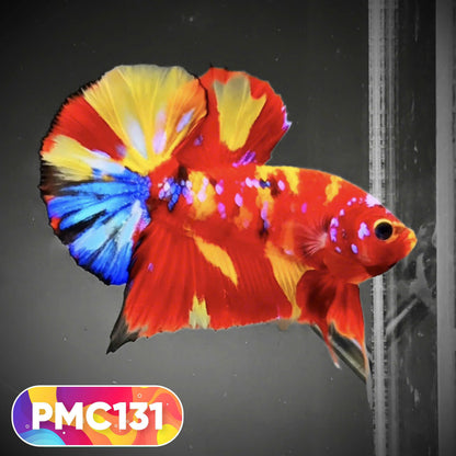 Multicolor Plakat Male Betta Fish |Show Grade|  You Pick Fish