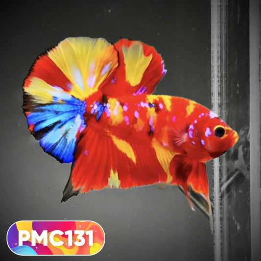 Multicolor Plakat Male Betta Fish |Show Grade|  You Pick Fish
