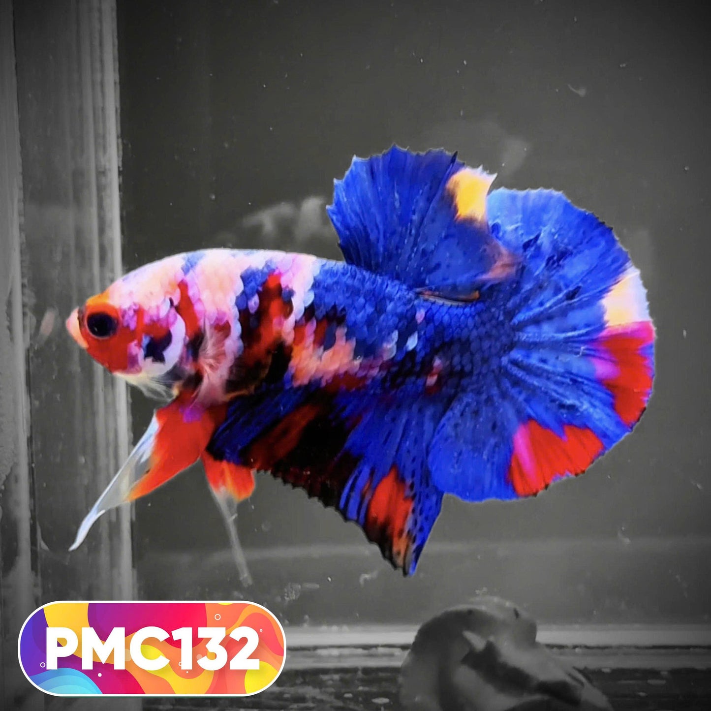 Multicolor Plakat Male Betta Fish |Show Grade|  You Pick Fish
