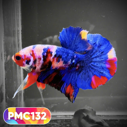 Multicolor Plakat Male Betta Fish |Show Grade|  You Pick Fish
