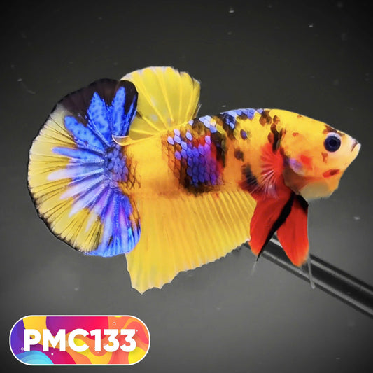 Multicolor Plakat Male Betta Fish |Show Grade|  You Pick Fish