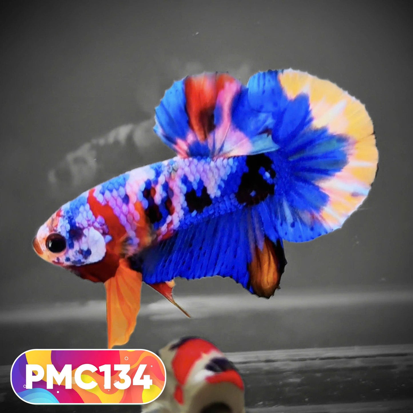 Multicolor Plakat Male Betta Fish |Show Grade|  You Pick Fish
