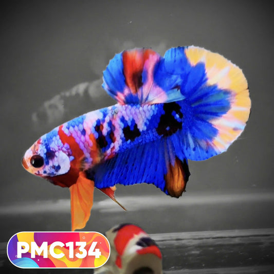 Multicolor Plakat Male Betta Fish |Show Grade|  You Pick Fish
